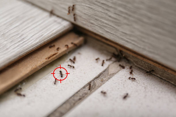 Best Pest Removal Services  in Eastport, ME