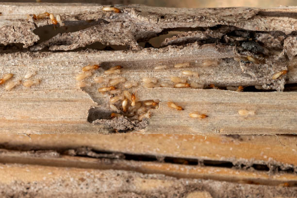 Best Commercial Pest Control Services  in Eastport, ME