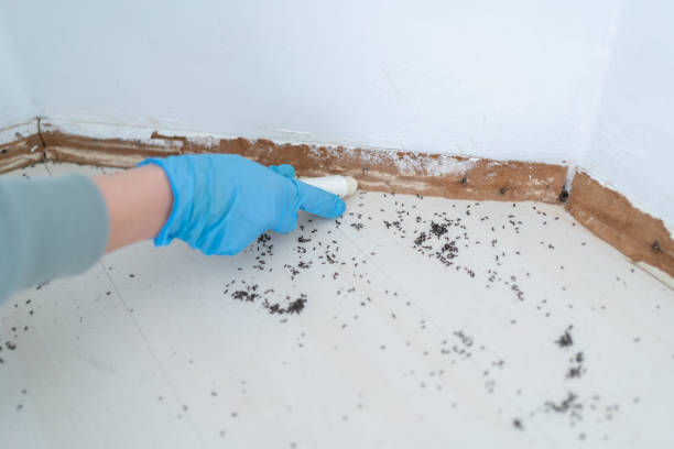 Best Local Pest Control Services  in Eastport, ME